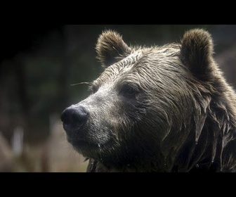 Replay No comment : deux ours survivent à l'incendie tragique d'un zoo en Crimée