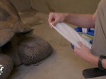 Replay Au coeur du zoo le plus beau du monde - S1E3 - Nouveau jour pour vieille tortue