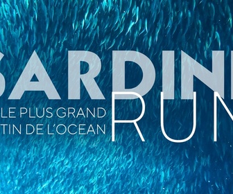 Replay Sardine Run, le plus grand festin de l'océan