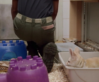 Replay Au cœur du zoo de New York - S1E5 - Nouvelle ruche