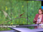 Replay Élément Terre, la quotidienne - COP17 Biodiversité: la disparition des insectes, un drame pour la vie sur Terre