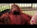 Replay Indonésie: un bébé orang-outan sauvé des feux à Bornéo, la destruction de l'habitat s'aggrave