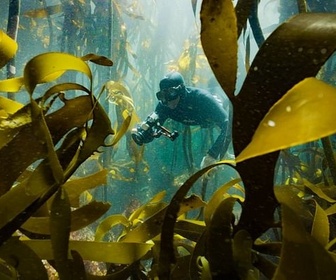 Replay Afrique du Sud - La forêt sous-marine de kelp