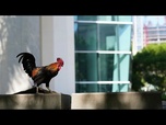 Replay Insolite : des coqs et des poules envahissent des rues de Miami