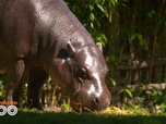 Replay Une saison au zoo - S12 E19