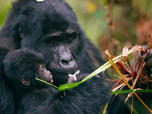 Replay La première année des bébés animaux - Vers l'indépendance