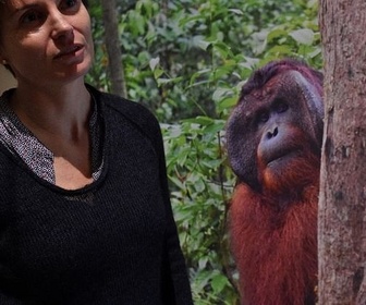 Replay 28 minutes - Le règne chimpanzé