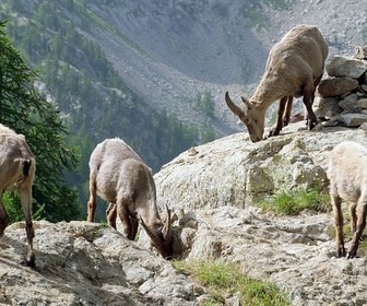 Replay Sous la caresse du soleil - Les Alpes françaises, du mont Blanc à la Méditerranée