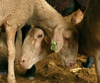 Replay Paysans du monde - Portugal : Agroforestrie