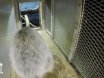 Replay Au cœur du zoo de New York - S3E11 - Une girafe à la ville