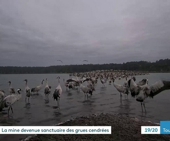 Replay Les dossiers d'ICI - La mine devenue sanctuaire des grues cendrées