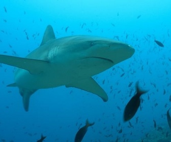 Replay Dans le sanctuaire des îles Galápagos - La vie cachée des requins