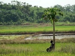 Replay Galice / Côte d'Ivoire / Chili - Invitation au voyage