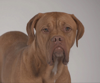 Replay Chiens et chats sans collier - Des secondes chances à saisir