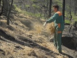 Replay ARTE Journal - Espagne : après le feu, protéger les sols