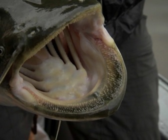 Replay River monsters - S4E2 - Tueur russe