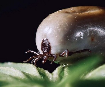 Replay La vie secrète des parasites - La pègre animale