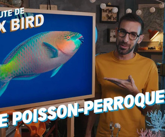 Replay La minute de Max Bird - Le Poisson-perroquet