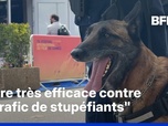 Replay ROBIN DE BFM À CANNES - Pendant le festival, les chiens renifleurs traquent les stupéfiants