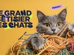 Replay Le grand bêtisier des chats - 26/06/2026