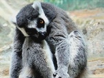 Replay Le zoo, toute une vie en cage - Faire l'histoire