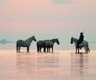 Replay Le voyage du cheval d'Eurasie - L'odyssée des animaux