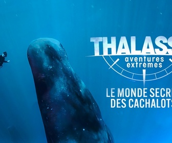 Replay Thalassa, aventures extrêmes - Le monde secret des cachalots