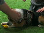 Replay Dog house : un chien pour la vie - S1 E8 - En totale harmonie