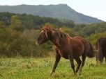 Replay Invitation au voyage - 27/11/2024 - Au Pays basque, un cheval nationaliste