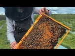 Replay L'apiculture fait-elle plus de mal que de bien ?
