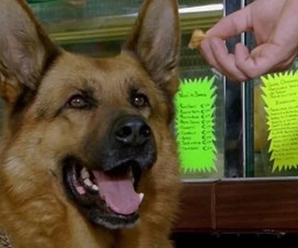 Replay Rex, chien flic - Ombres chinoises