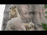 Replay Un bébé léopard des neiges découvre une citrouille pour la première fois