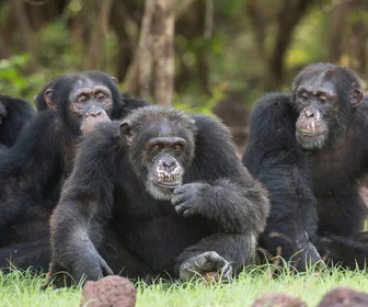 Replay Dynasties - 09/01/2026