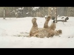 Replay No Comment. Les animaux au zoo et la première neige