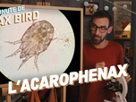 Replay La minute de Max Bird - L'Acarophenax