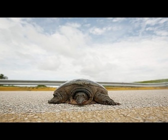 Replay La tortue verte Jurassic, réhabilitée, retourne dans l'Atlantique