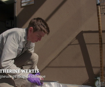 Replay Au coeur du zoo le plus beau du monde - S1E6 - C'est l'histoire de Meek