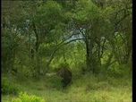 Replay Découverte du Monde - Espèces africaines en danger