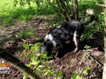 Replay Animaux à adopter - Rex et Smoothie