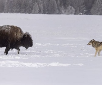 Replay Le loup - Prédateurs et proies, un équilibre fragile