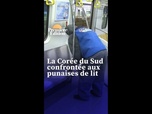 Replay L'image du jour - La Corée du Sud confrontée aux punaises de lit, les touristes français tenus responsables