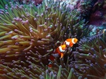 Replay Invitation au voyage - En Australie, la grande barrière de corail