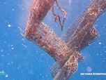Replay Positive Outre-mer - Polynésie : la fibre de coco pour remplacer le plastique dans la perliculture