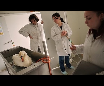 Replay Près de Paris, un hôpital vétérinaire soigne les animaux sauvages victimes de l'activité humaine