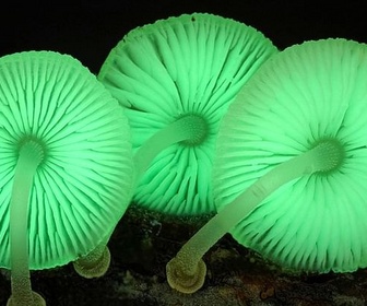 Replay Au royaume des champignons