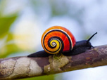 Replay Les couleurs de la nature - 21/07/2026
