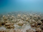 Replay La magie de l'Australie - Sous l'eau