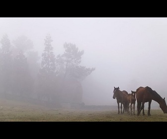 Replay Les habitants luttent contre des chevaux sauvages lors du festival Rapa das Bestas en Espagne