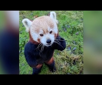 Replay Au zoo de Berlin, les animaux se régalent de friandises de Noël