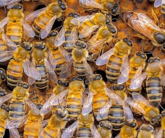 Replay Ensemble, plus forts - Les réseaux sociaux des animaux